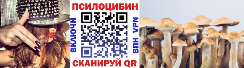 Купить закладки  Сураж  Псилоцибиновые грибы Cubensis 